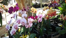 Orchids at the Market